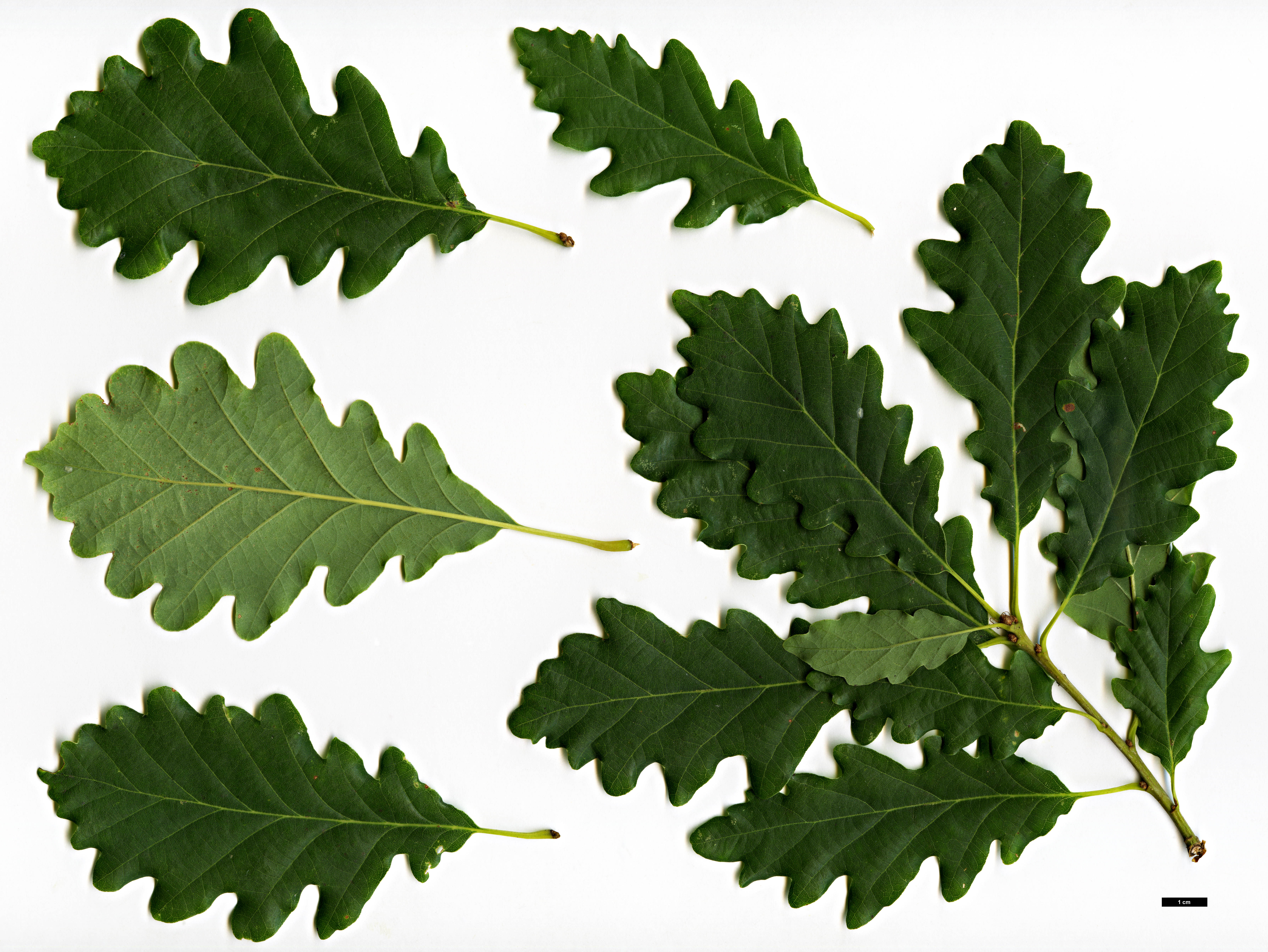 High resolution image: Family: Fagaceae - Genus: Quercus - Taxon: petraea - SpeciesSub: subsp. iberica